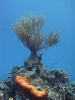 Bonaire_5